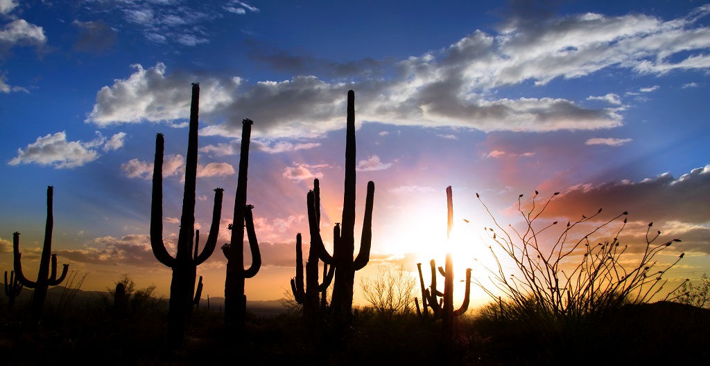 Learn More About The Culture And Riches The Award-Winning City Of Chandler, Arizona Has To Demonstrate